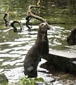 04 Giant Otter